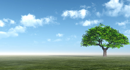 Alone Tree at  meadow and the  blue sky