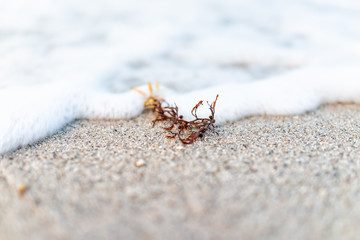 Foamy wave crashing macro closeup on shore, seaweed in Sunny Isles Beach, North Miami, Florida during evening sunset with colorful water, wet sand, detail, texture, bokeh