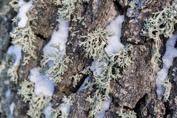 Oak bark in old lichens in winter, white, loose snow