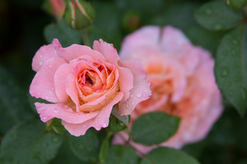 Beautiful rose after rain. Summer in garden. Flowers after rain.