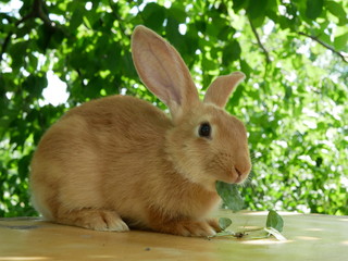 Polonne / Ukraine - July 19 2018: Rabbit on the table