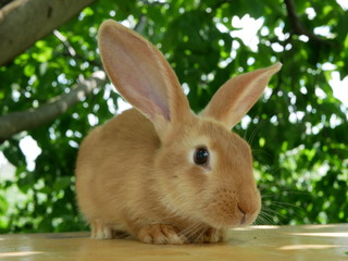 Polonne / Ukraine - July 19 2018: Rabbit on the table