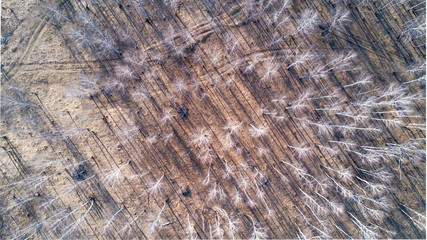 Aerial photo of car in the early spring forest without foliage near a river and small canyon, Russia, top down view