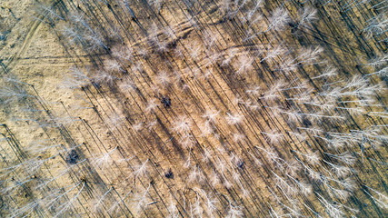 Aerial photo of car in the late autumn forest without foliage near a river and small canyon, Russia, view from above