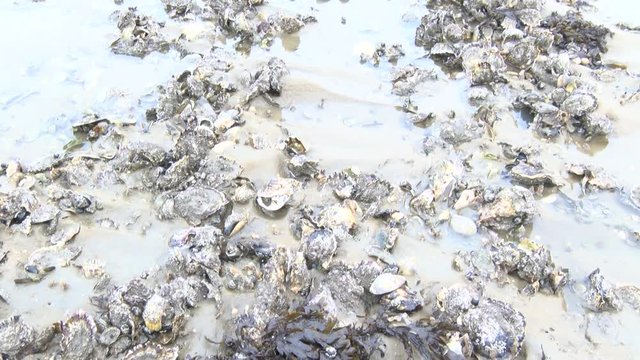Pazifische Auster im Nationalpark Wattenmeer