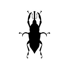 Red palm weevil, Rhynchophorus