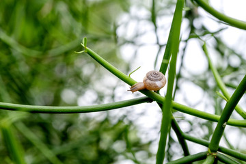 Closeup image of a snail on the tree branch with blur background