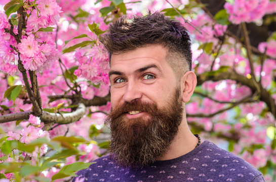 Man with beard and mustache on happy face near pink flowers. Blooming concept. Bearded man with fresh haircut with bloom of sakura on background. Hipster enjoys spring near sakura blossom.