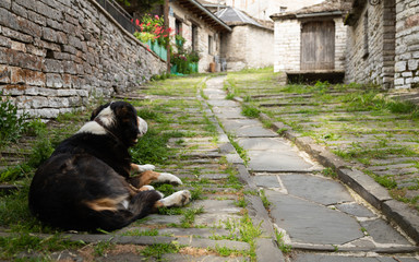 Saint Bernard dog resting on a rural back alley