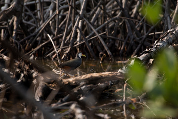 white-breasted waterhen  is a waterbird of the rail and crake family. They are dark slaty birds with a clean white face, breast and belly.