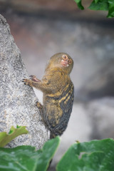 Pygmy Marmoset gripping a rock face