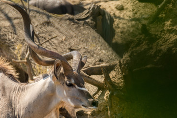 Antilope 