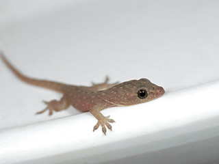 Baby Common House Gecko on White Floor