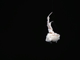 Macro Photo of White Spider Hanging from Web Isolated on Black Background