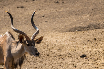 Portrait de grand Koudou