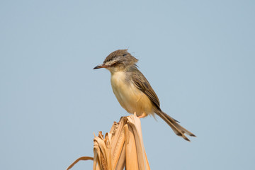 Plain Prinia or White-browed Prinia with blue sky background