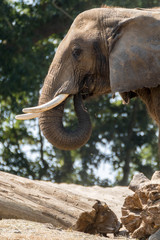 Elephant d'Afrique