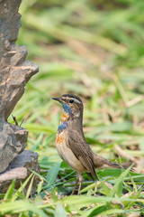 Male Bluethroats from Alaska, Bluethroat is one of the handful of birds that breed in North America and winter in Asia.