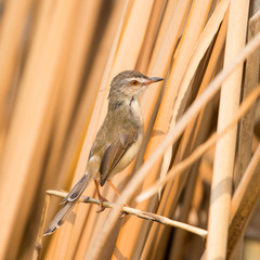 Plain Prinia or White-browed Prinia with blur brown dry grasses