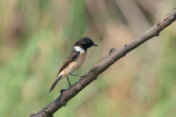 Siberian stonechat or Asian stonechat is a recently validated species of the Old World flycatcher family. It breeds in temperate Asia and easternmost Europe and winters in the Old World tropics.