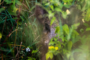 Jeune sanglier - Sus scrofa