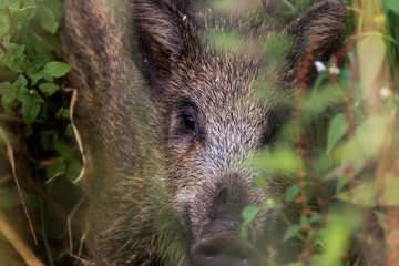Portrait de jeune sanglier
