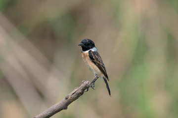 Siberian stonechat or Asian stonechat is a recently validated species of the Old World flycatcher family. It breeds in temperate Asia and easternmost Europe and winters in the Old World tropics.