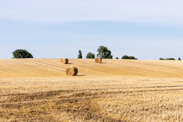 Fototapeta na wymiar Field with hay bales on a sunny day