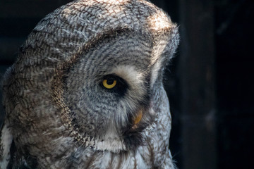 Chouette lapone - Strix nebulosa - Great Grey Owl