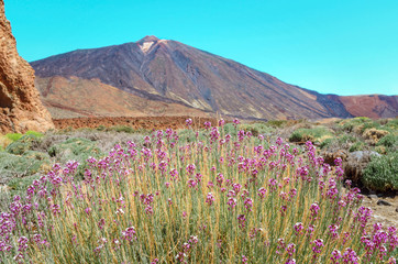 View of Volcano  El Teide  with typical flowers Alheli del Teide (Erysimum scoparium) in The National Park of Las Canadas del Teide. Best place to visit in Tenerife Canary Islands Spain.