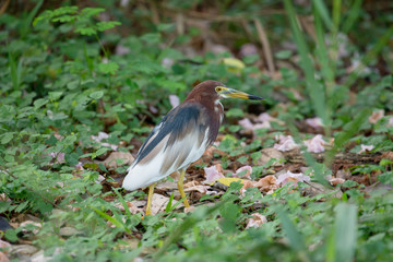 Chinese pond heron is an East Asian freshwater bird of the heron family. it is typically 47 cm long with white wings, a yellow bill with a black tip, yellow eyes and legs.