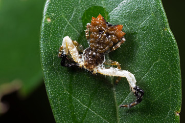 Macro Photo of Bizarre Crab Spider on Green Leaf