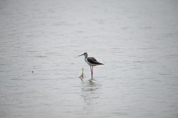 Black-winged stilt have long pink legs, a long thin black bill and are blackish above and white below, with a white head and neck with a varying amount of black.