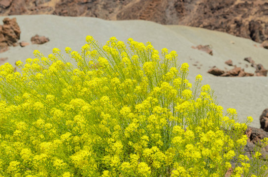 Typical flowering plant Descurainia bourgaeana or Hierba pajonera, that grows in Las Ca&ntilde;adas del Teide,Canary islands,Spain,