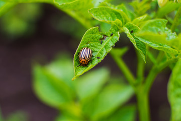 Colorado potato beetle on potato Bush