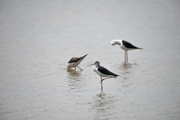 Black-winged stilt have long pink legs, a long thin black bill and are blackish above and white below, with a white head and neck with a varying amount of black