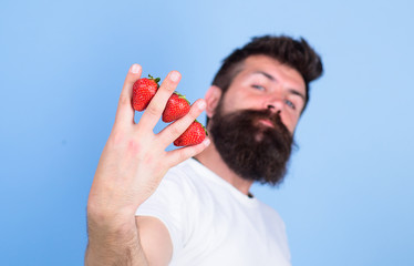 Man beard hipster strawberries between fingers blue background. Strawberry packed with vitamin C fiber antioxidants. Despite sweet taste berries contain zero sugar. Nutritional benefits of strawberry