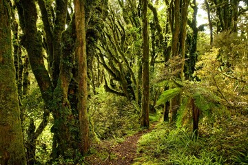 Mount Taranaki, volcano in the north island of New Zealand, mostly the peak is covered by clouds, with primaeval green forest