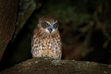 Southern Boobook - Ninox boobook small owl from Australia in the night