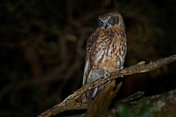 Southern Boobook - Ninox boobook small owl from Australia in the night