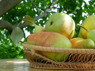 Polonne / Ukraine - July 19 2018: Pears in the basket