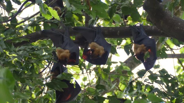 Fruit Bats Hanging Upside Down with its cub.