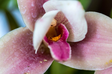 Macro d'orchidée