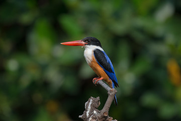 Fototapeta premium Black-Capped Kingfisher, usually seen on coastal waters and especially in mangroves, it is easily disturbed, but perches conspicuously and dives to catch fish but also feeds on large insects.
