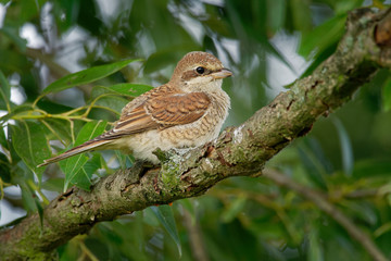 Red-backed Shrike - Lanius collurio young bird sitting on the branch with green background. Europe