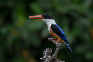 Black-Capped Kingfisher, usually seen on coastal waters and especially in mangroves, it is easily disturbed, but perches conspicuously and dives to catch fish but also feeds on large insects.