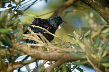 Prosthemadera novaeseelandiae - Tui endemic New Zealand forest bird sitting on the branch in the forest and singing