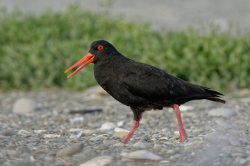 Haematopus unicolor - Variable oystercatcher - torea feeding on the seaside in New Zealand