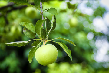 Growing green apple. Young apple on a branch.