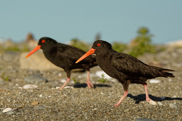 Haematopus unicolor - Variable oystercatcher - torea feeding on the seaside in New Zealand